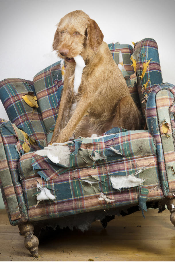 Hund Leckt Kissen hundebett flauschig